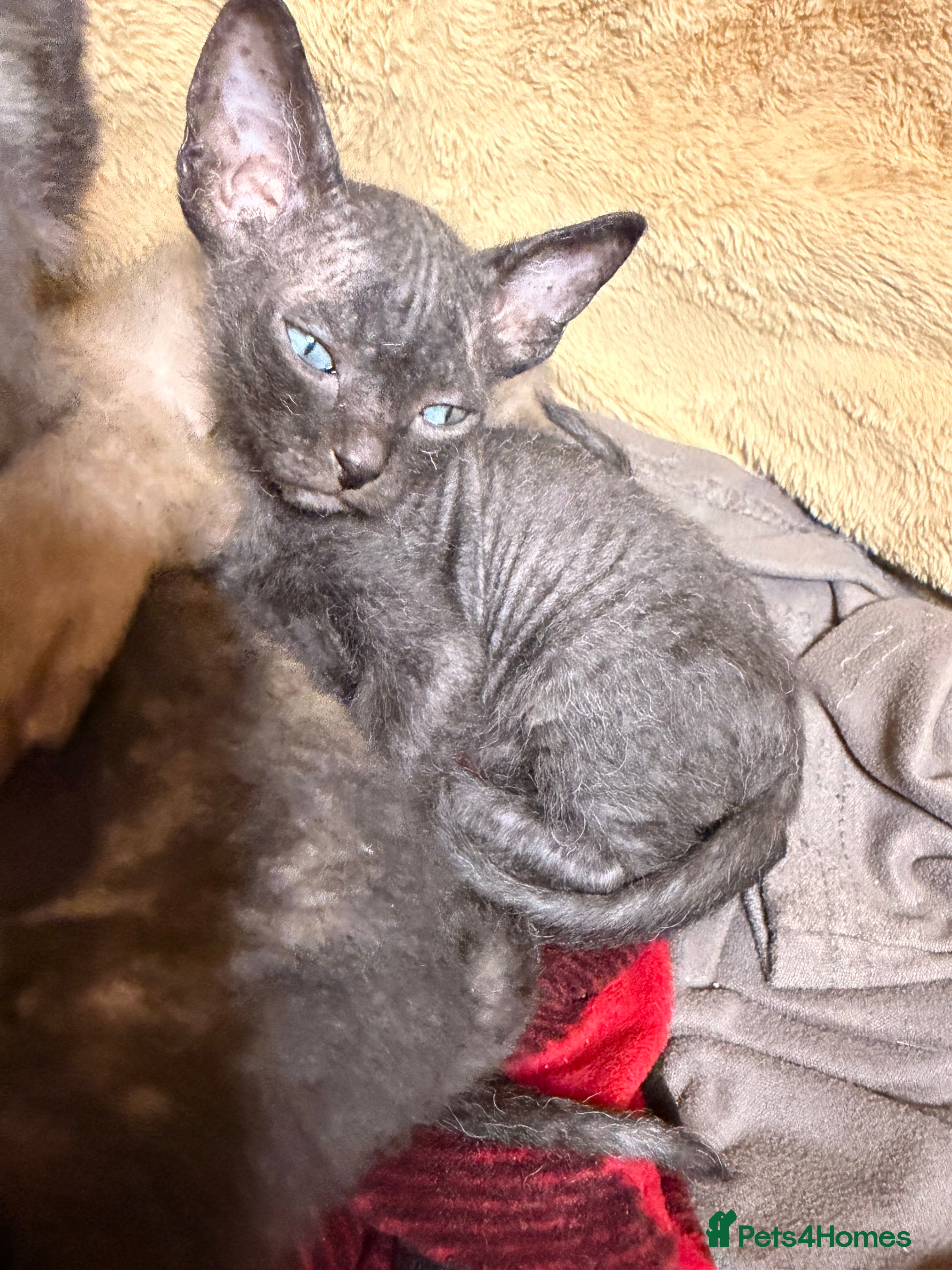 Sphynx cats Beautiful Sphynx and Elf kittens 🐾🩵🩷 - Advert 3