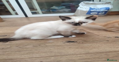 British Shorthair cats in Great Missenden - Advert 1