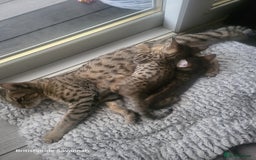 Savannah cats for sale: Britishpride F7 Savannah Kittens Male and female  - Image 9