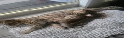 Savannah cats for sale: Britishpride F7 Savannah Kittens Male and female  - Advert 8