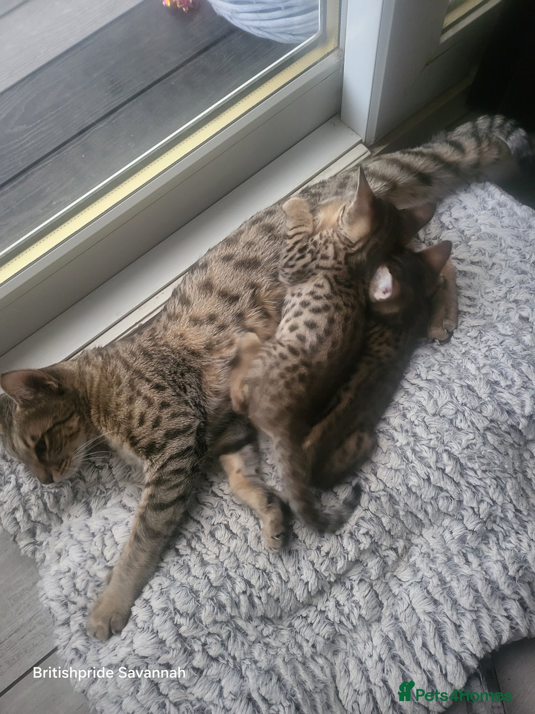 Savannah cats for sale: Britishpride F7 Savannah Kittens Male and female  - Image 9