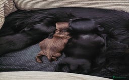 Yorkshire Terrier dogs for sale: Mini Yorkshire terrier Biewer Chocolate /black  - Image 4