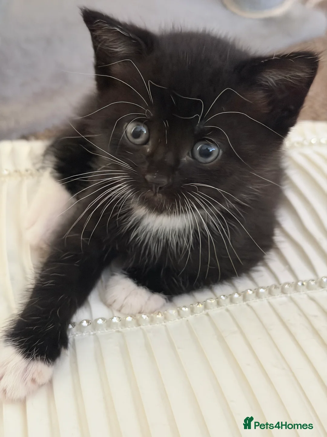 Mixed Breed cats for sale: Kittens Looking for Their Forever Homes!  - Advert 2