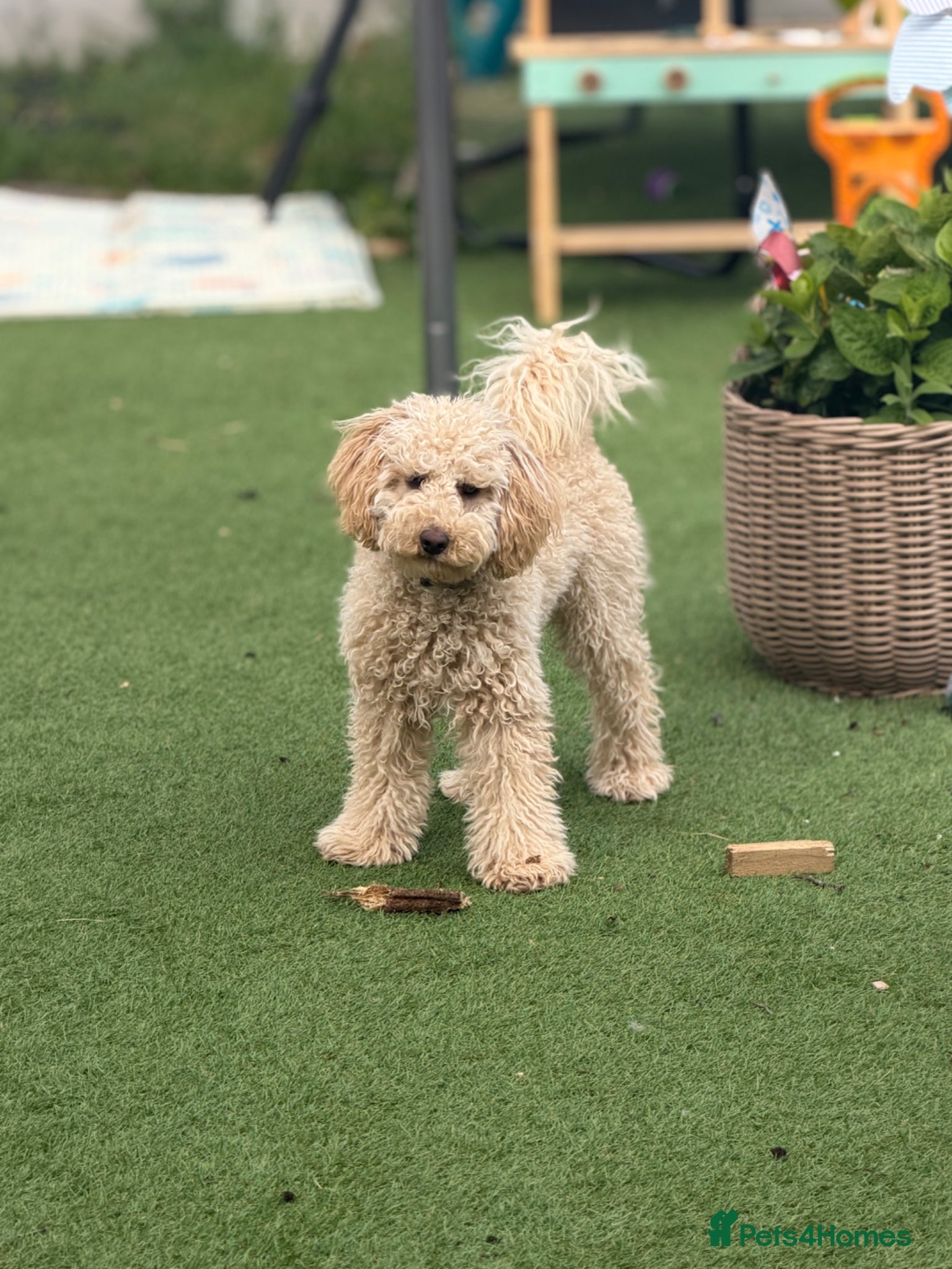 Cavapoo dogs Forever Home - Advert 4