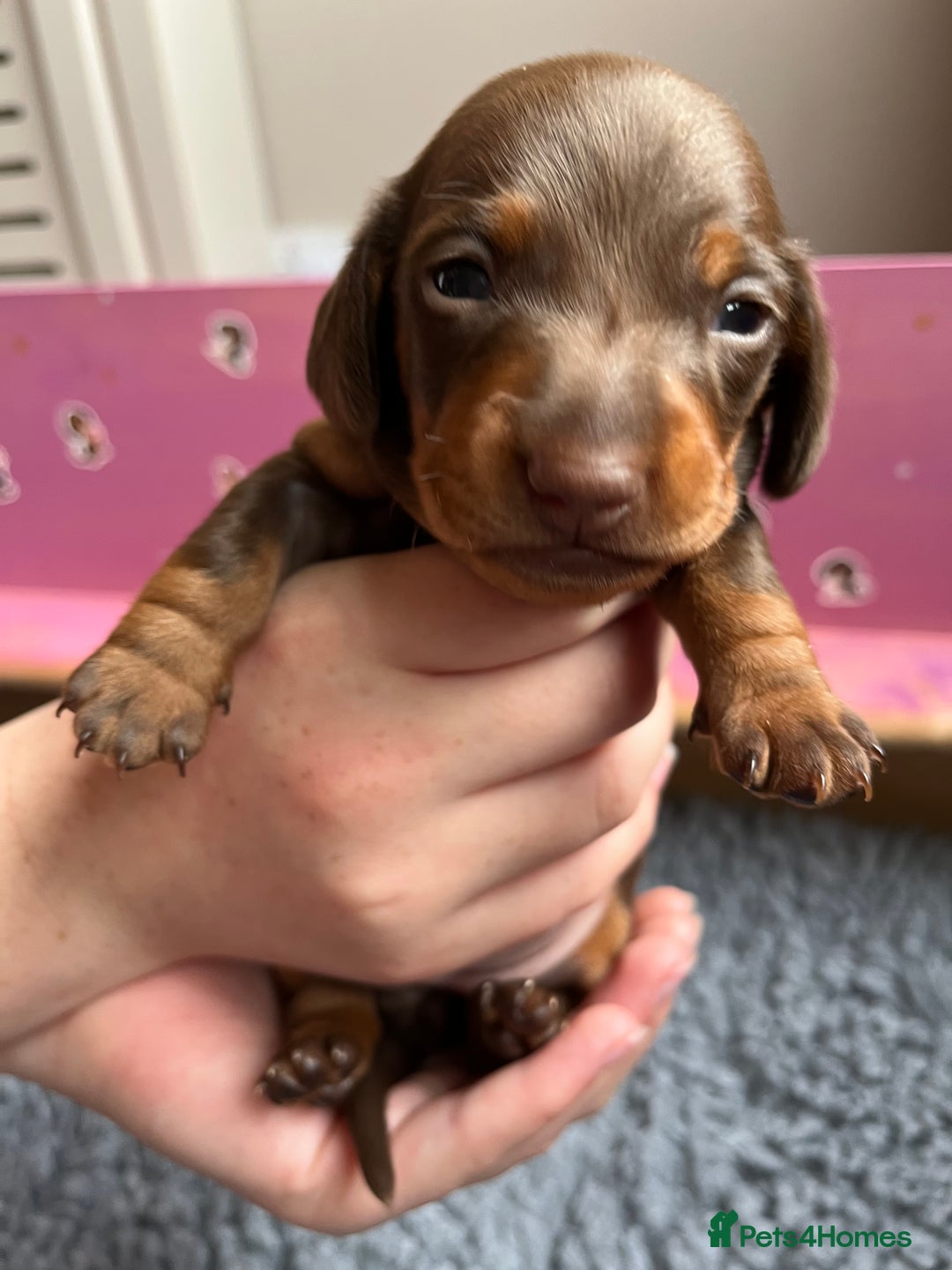 Miniature Dachshund dogs for sale: Kc Miniature dachshund smooth hair puppies  - Image 8
