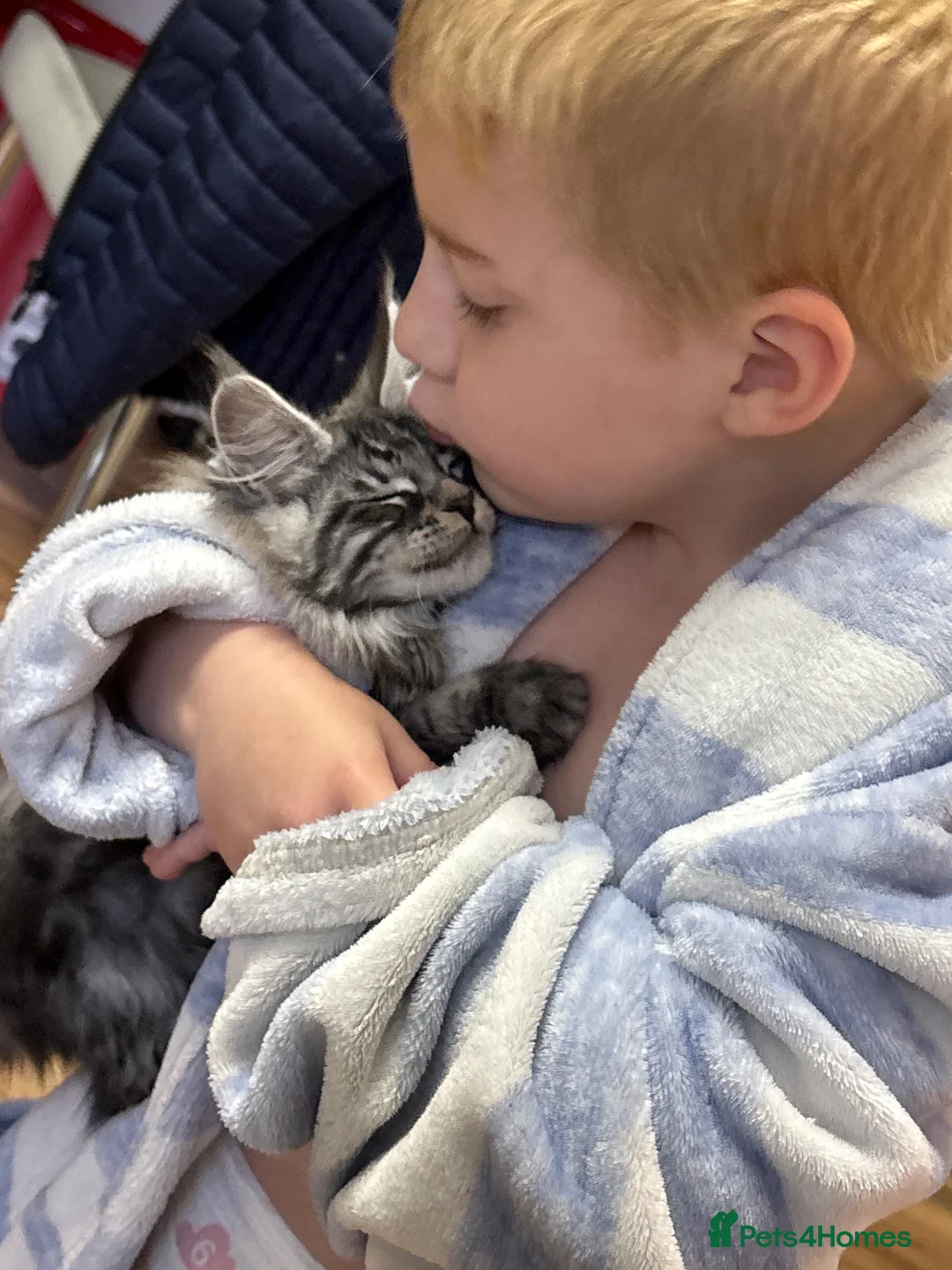 Maine Coon cats for sale: Stunning female  - Advert 1