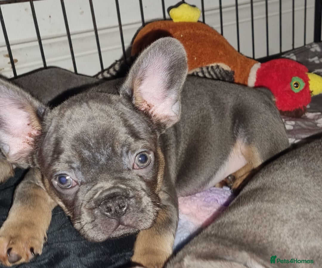 French Bulldog dogs for sale: Quality pups 4 Panel DNA Clear Gold Sierra Lines - Image 16