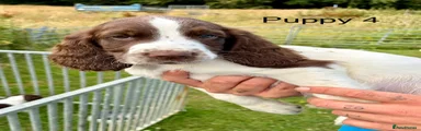 English Springer Spaniel 4