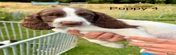 English Springer Spaniel dogs for sale: KC Reg Springer Spaniels  - Advert 8
