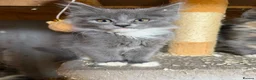 Maine Coon cats for sale: 10 week old main coon kittens🐾 in Manchester - Advert 4