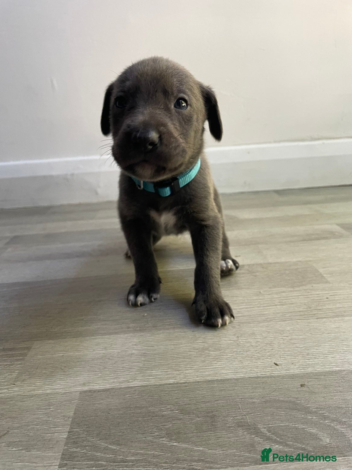 Mixed Breed dogs Belgium malinios x cane corso mix - Advert 2