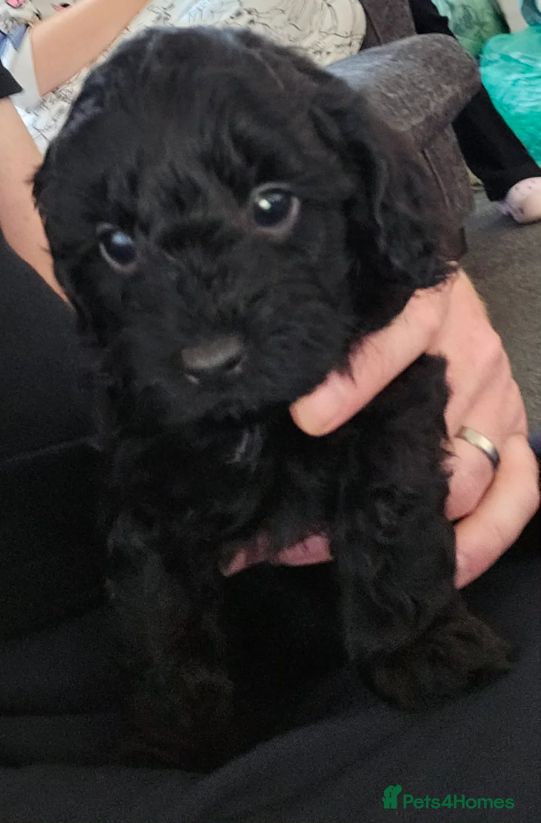 Cavapoo dogs for sale: F1b cavapoos  in Swansea - Advert 2