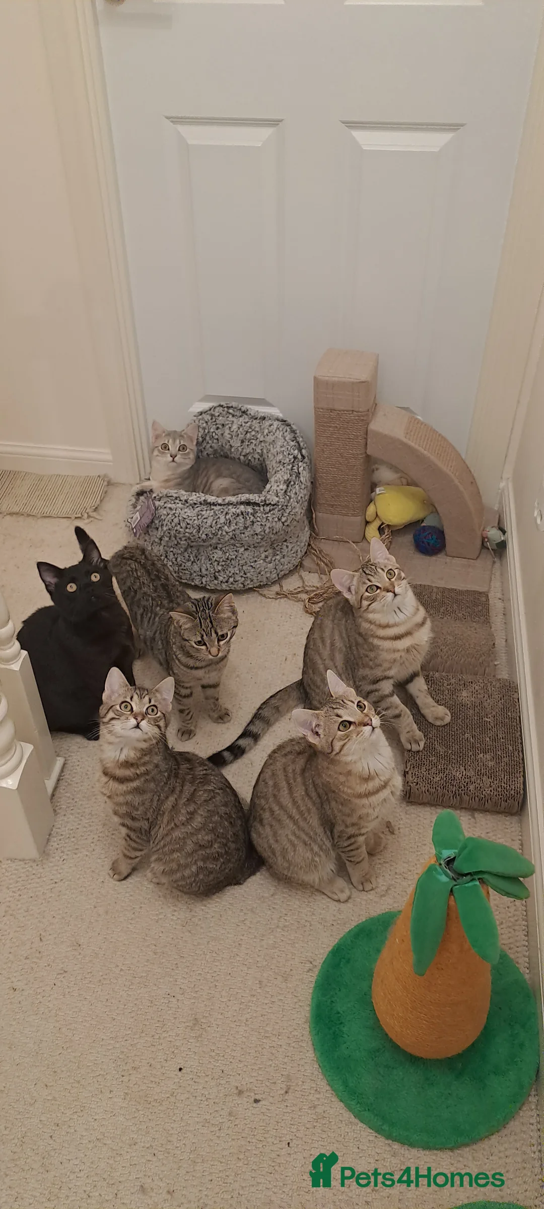 Mixed Breed cats for sale: Quarter Bengal kittens, looking for forever homes  - Advert 5