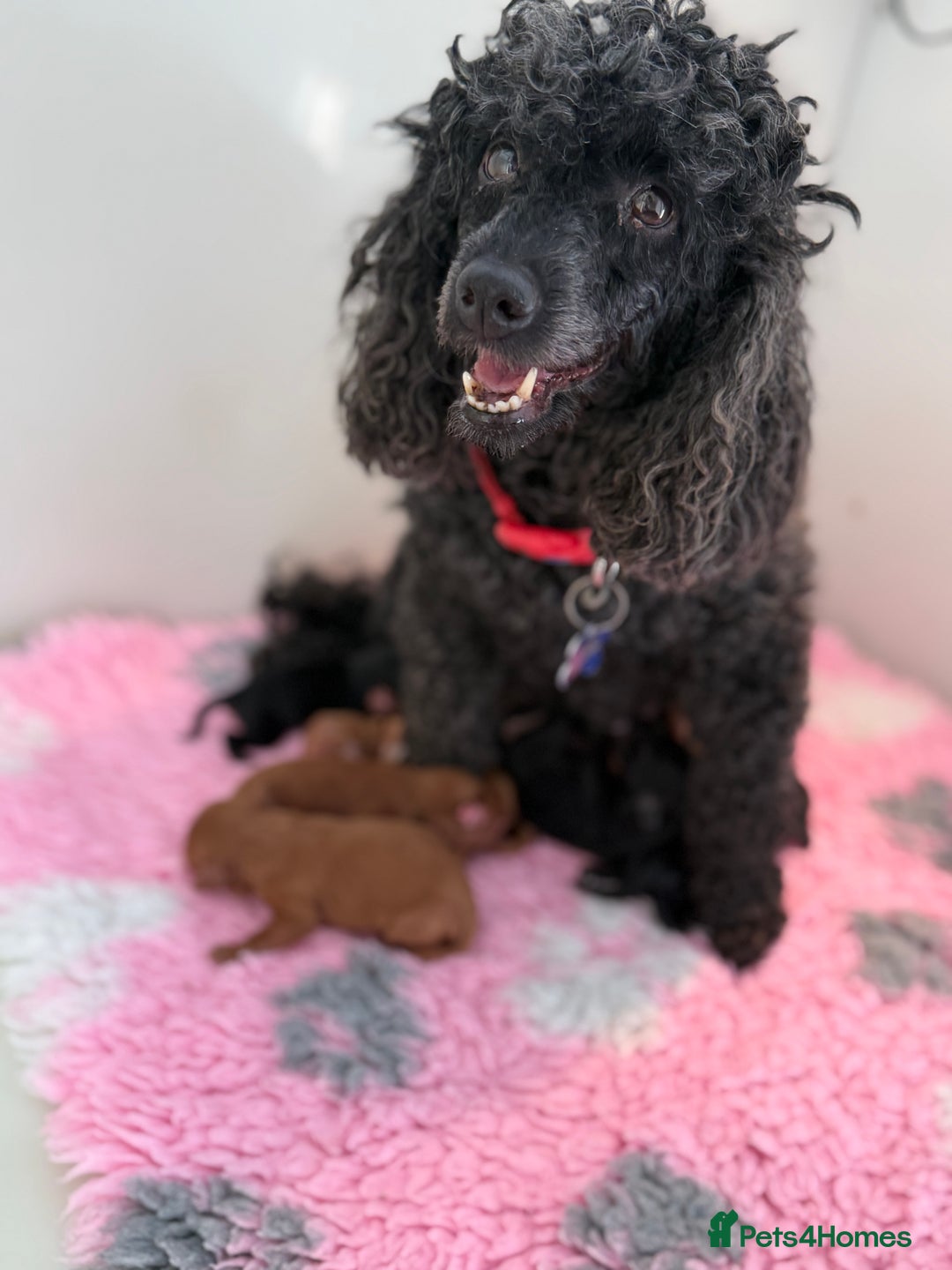 Cavapoo dogs for sale: 🧸teddy bear cavapoos 🧸 - Advert 2