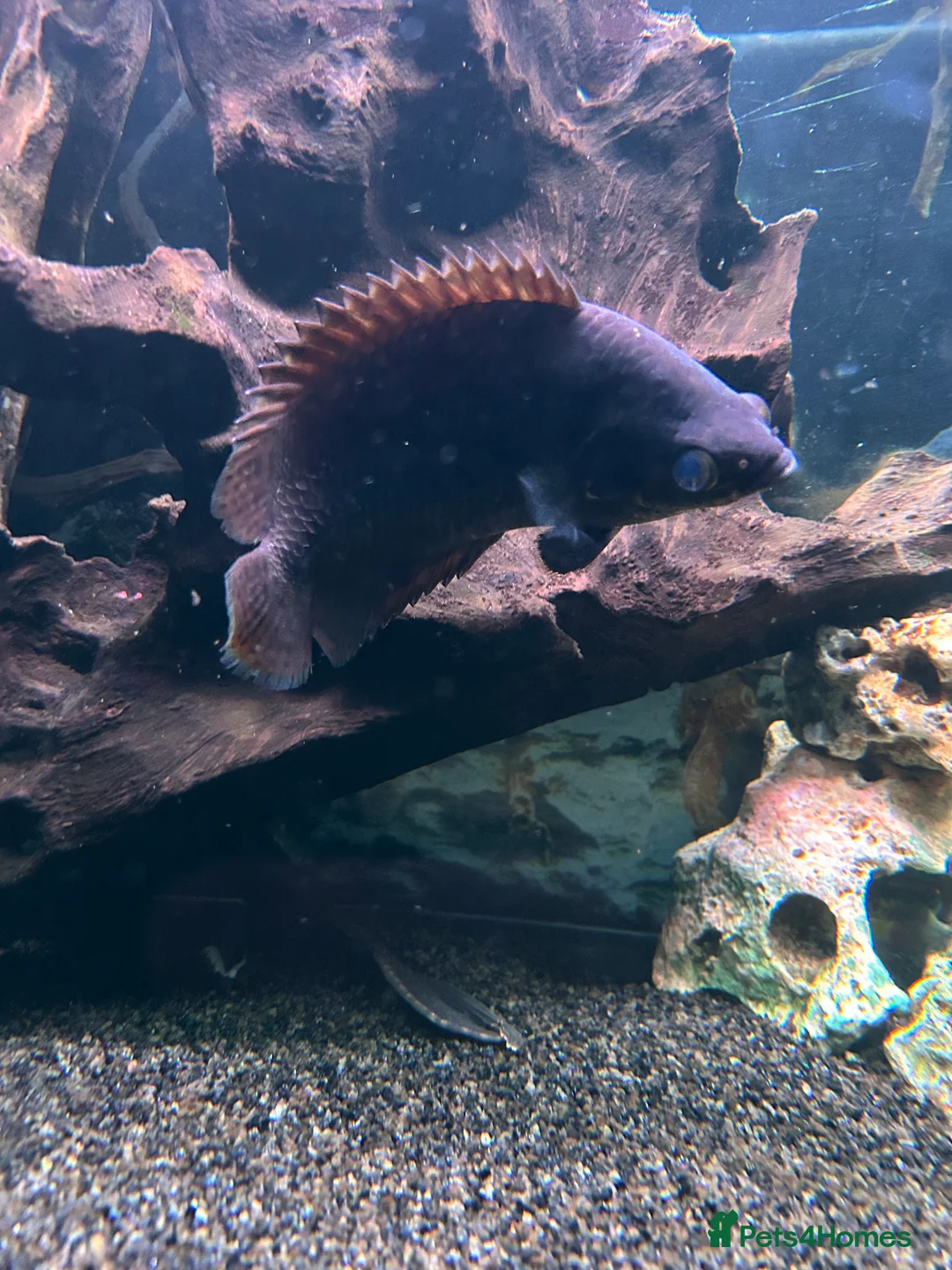 Gouramis fish for sale: Leopard  Bush Fish - FREE  in Gravesend - Advert 2