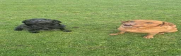 Labrador Retriever dogs for sale: Stunning labrador puppies in Ashbourne - Advert 1