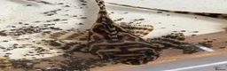 Plecos fish for sale: Large amount of L333 & L333 GoldlinePlecos. 1”-4” - Advert 1