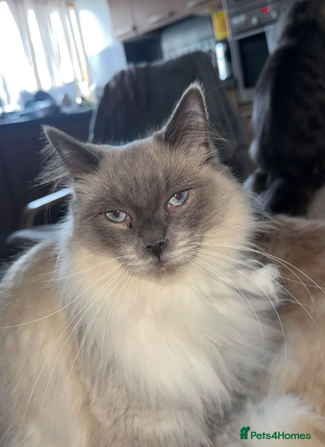 Ragdoll cats for sale: Beautiful Ragdoll kittens - Advert 2