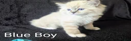 Ragdoll cats for sale: Fluffy Ragdoll Kittens - Advert 7