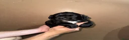 Sprocker dogs for sale: Sprockers puppies for sale  in Penrith - Advert 18