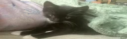 Mixed Breed cats for sale: Tabby cross kitten. One male left - Advert 3