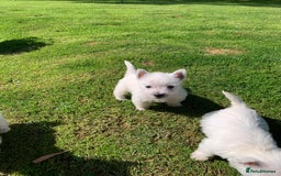 West Highland Terrier dogs for sale: Pedigree West highland terriers  - Image 3