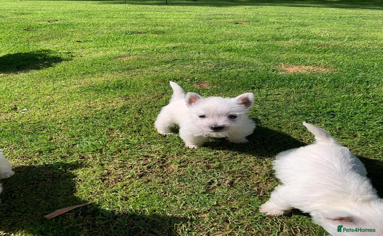 West Highland Terrier dogs - Advert 6