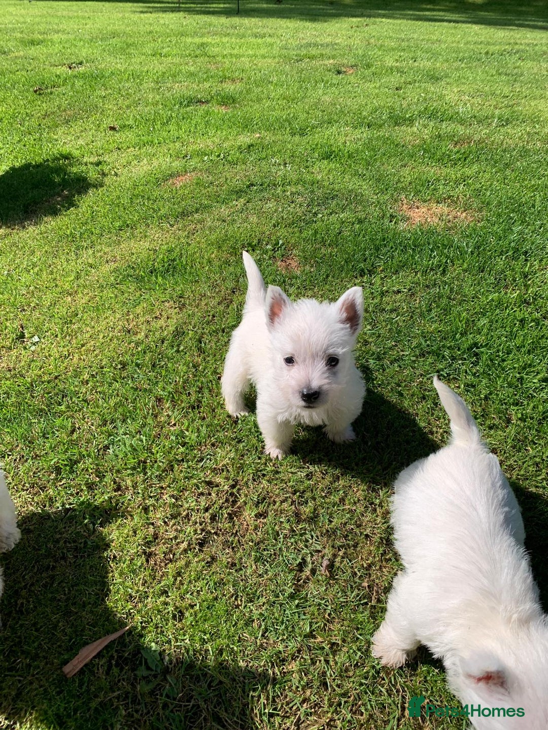 West Highland Terrier dogs for sale: Pedigree West highland terriers  - Image 3