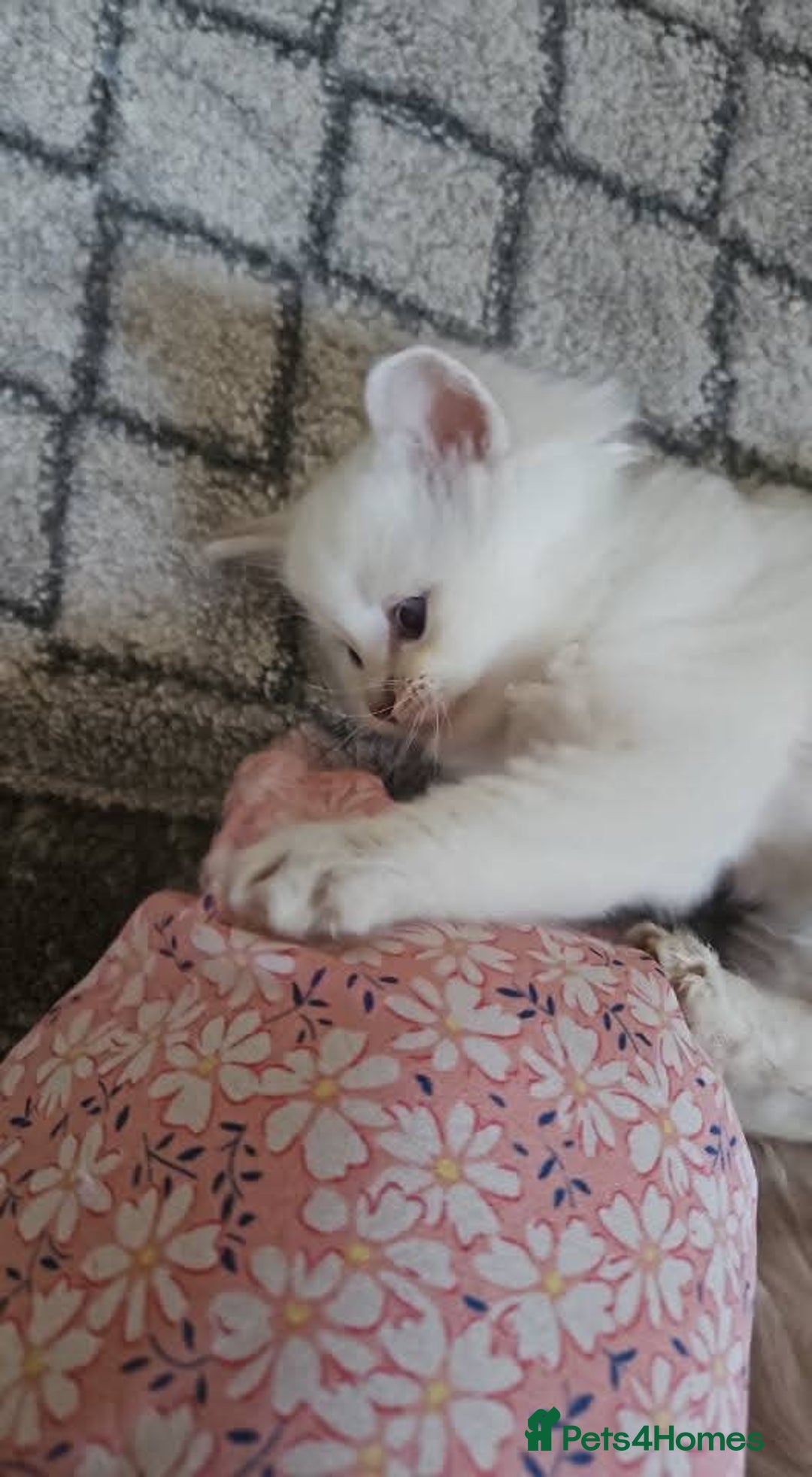 Ragdoll cats for sale: Beautiful Gccf registered ragdolls. - Image 15