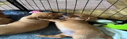 Borador dogs for sale: Fox Red Labrador  Cross Border Collie  in Wellington - Advert 6