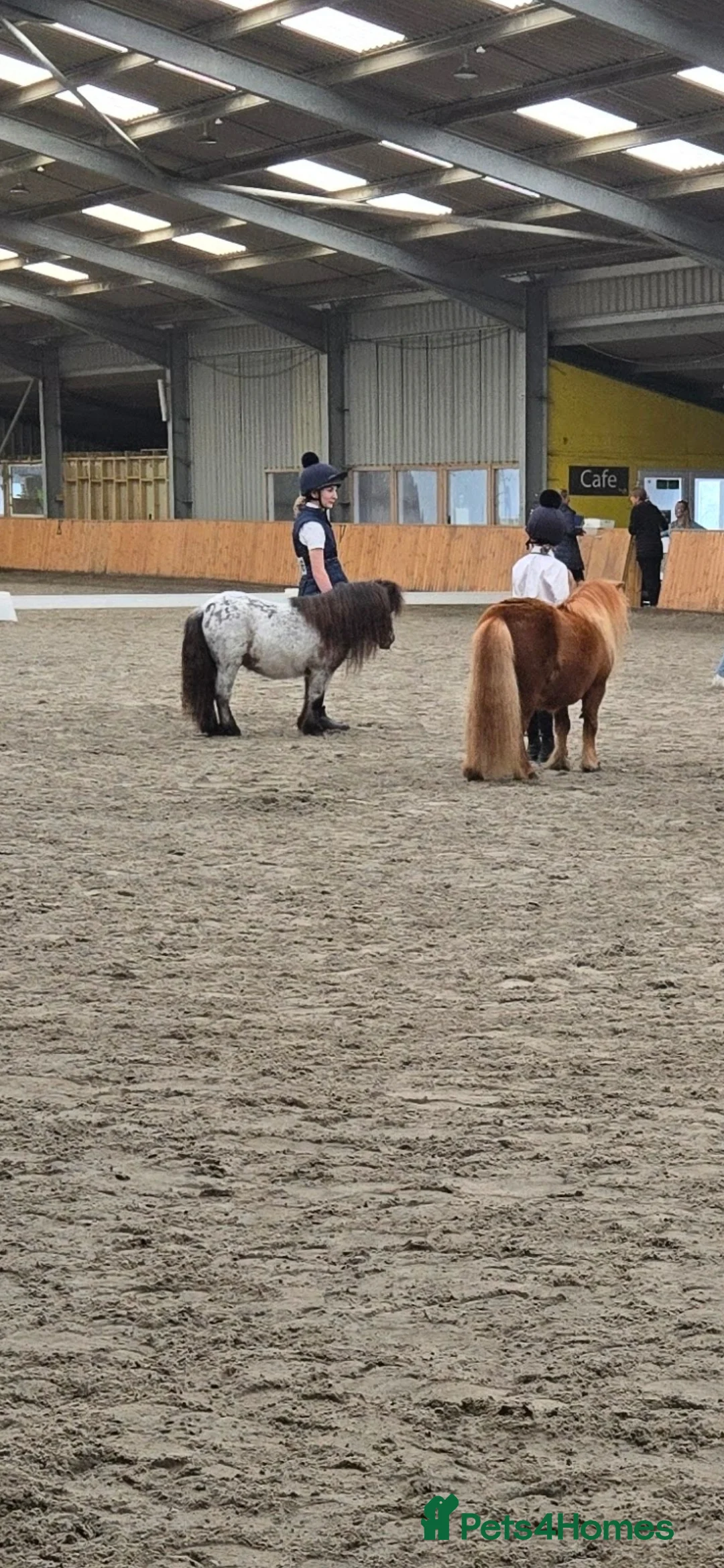 Miniature horses for sale: Miniature shetland ponies in Beccles - Advert 2