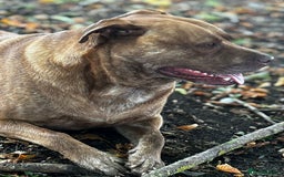 Mixed Breed dogs for sale: Hazels looking for a new home - Advert 5