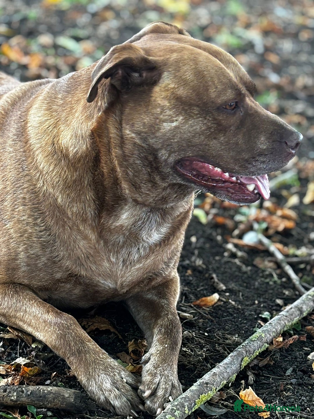 Mixed Breed dogs for sale: Hazels looking for a new home - Advert 5