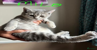 British Shorthair cats Beautiful British Shorthair Kittens - Ready Now - Advert 5