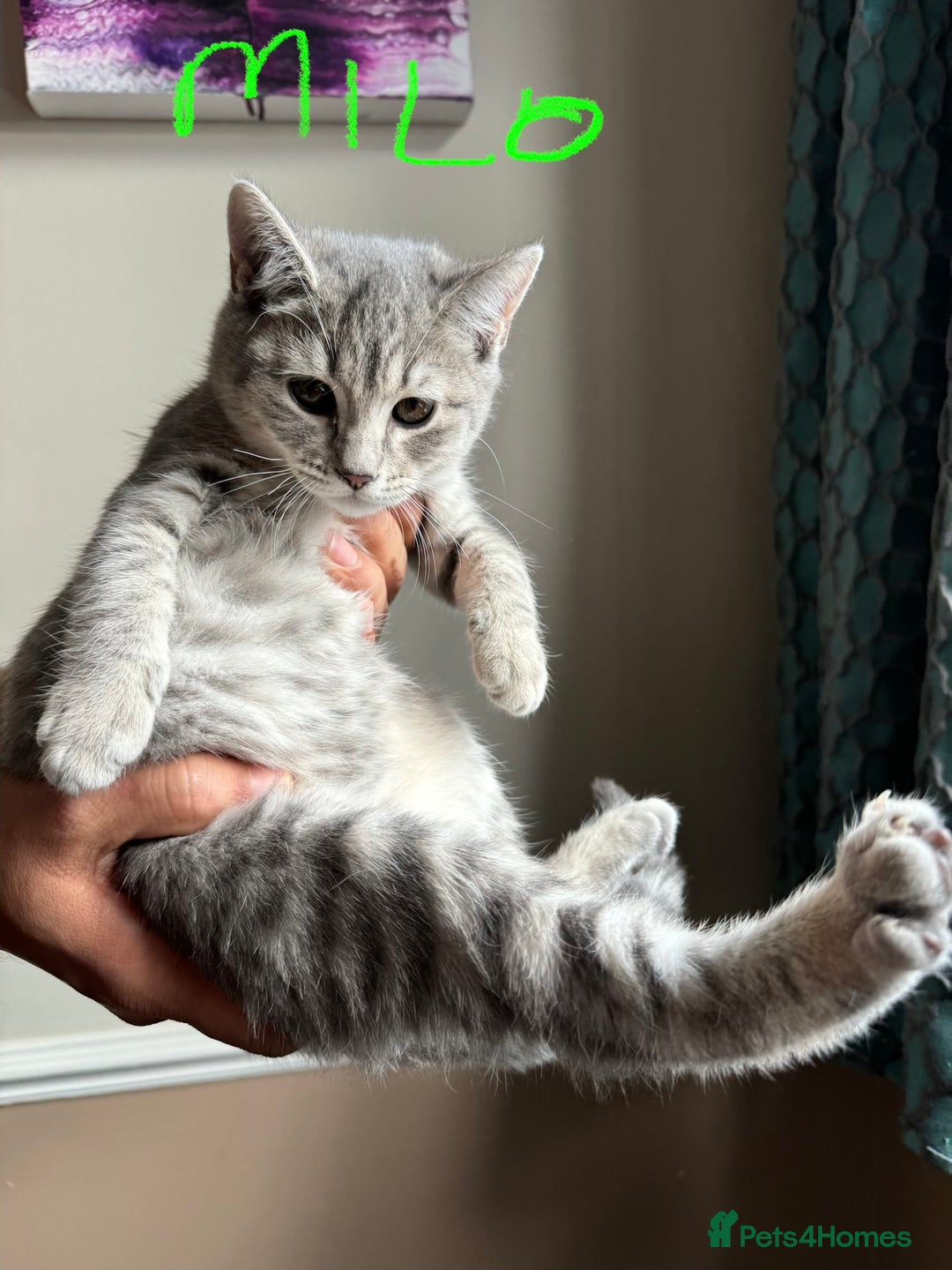 British Shorthair cats for sale: Beautiful British Shorthair Kittens - Ready Now - Advert 2