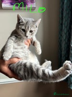 British Shorthair cats Beautiful British Shorthair Kittens - Ready Now - Advert 8