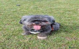 Shih Tzu dogs for sale: Loving cheeky Shihtzu for loving home ❤️ - Image 14