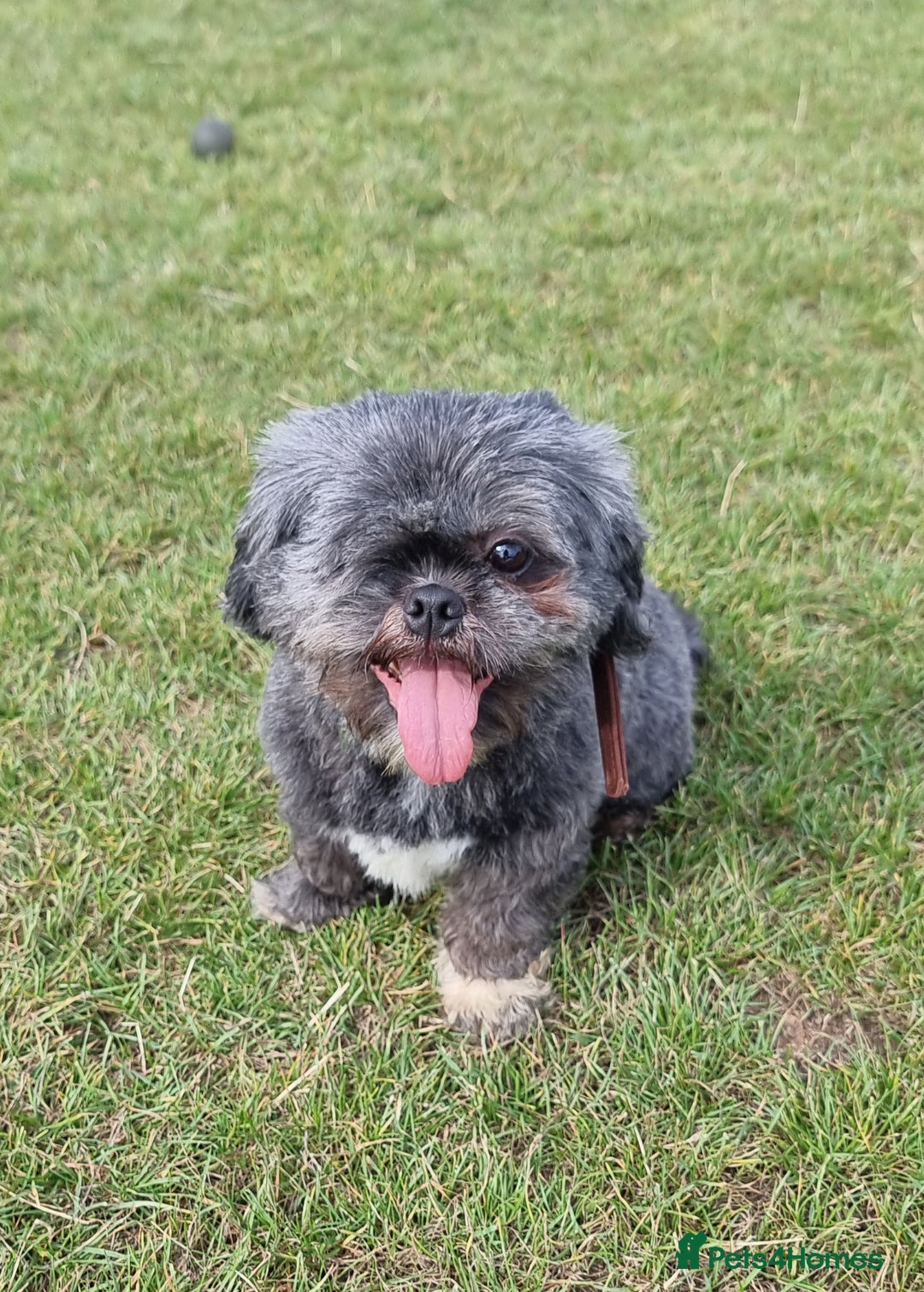 Shih Tzu dogs for sale: Loving cheeky Shihtzu for loving home ❤️ - Image 14