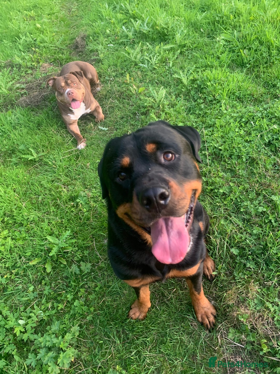 Mixed Breed dogs for sale: 4 stunning boys and 5 even more stunning girls - Advert 31