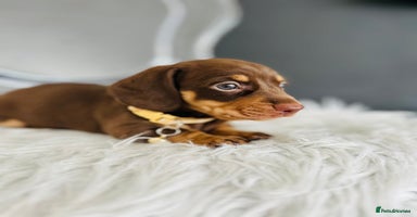 Miniature Dachshund dogs - Advert 8
