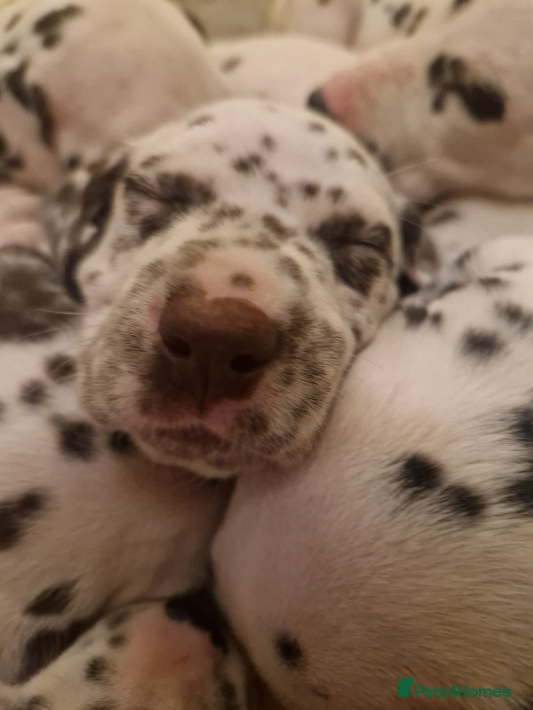 Dalmatian dogs for sale: ❤️Exceptional fully hearing KC Dalmatians❤️ - Advert 14