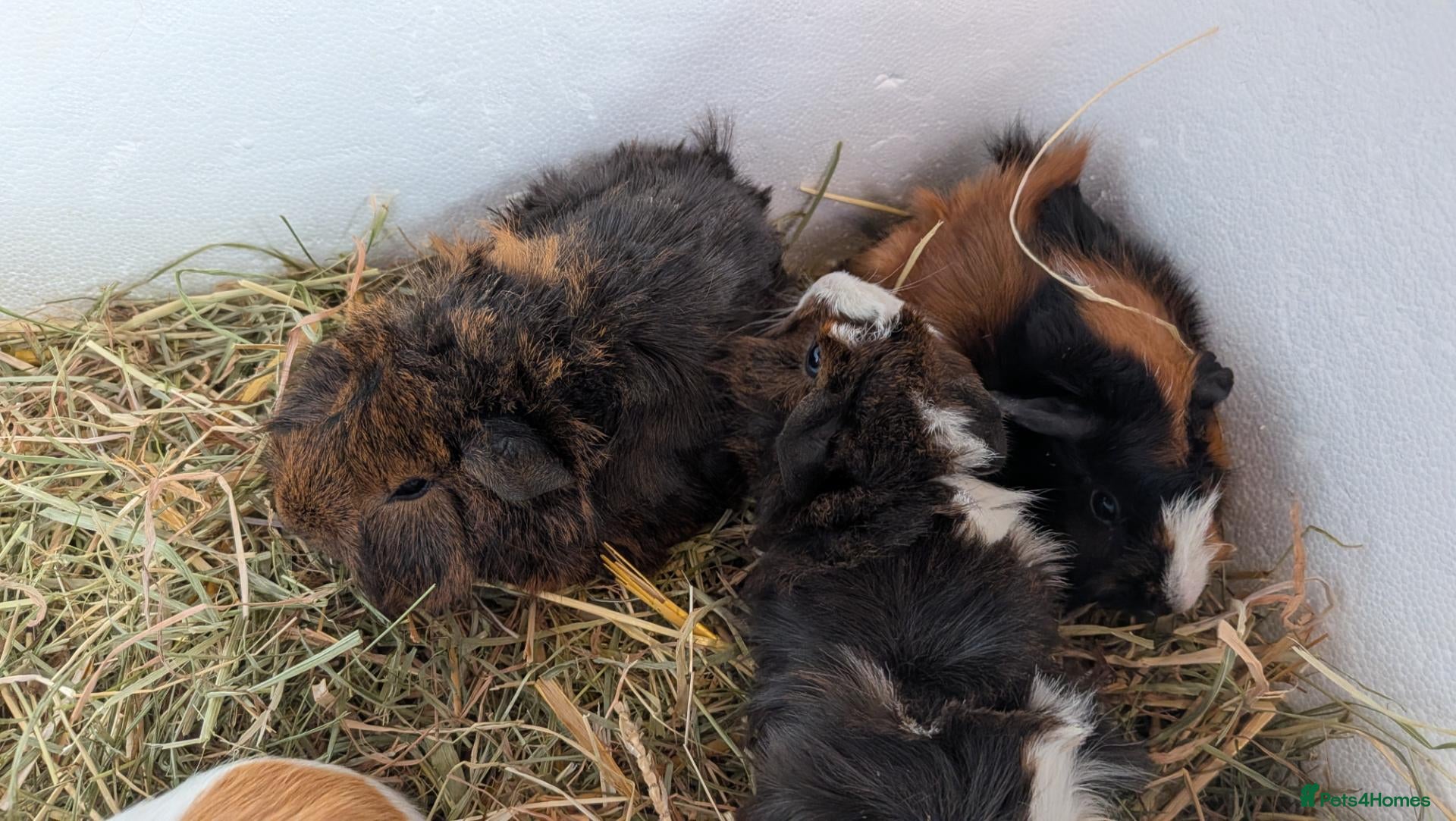 Guinea Pig rodents Beautiful baby guinea pigs - females  - Advert 18