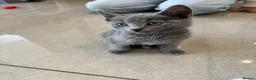 Russian Blue cats for sale: Tica registered kittens - Advert 15