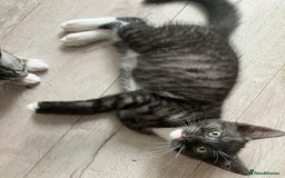 Russian Blue cats for sale: Silver tabby black tabby kittens  - Image 14