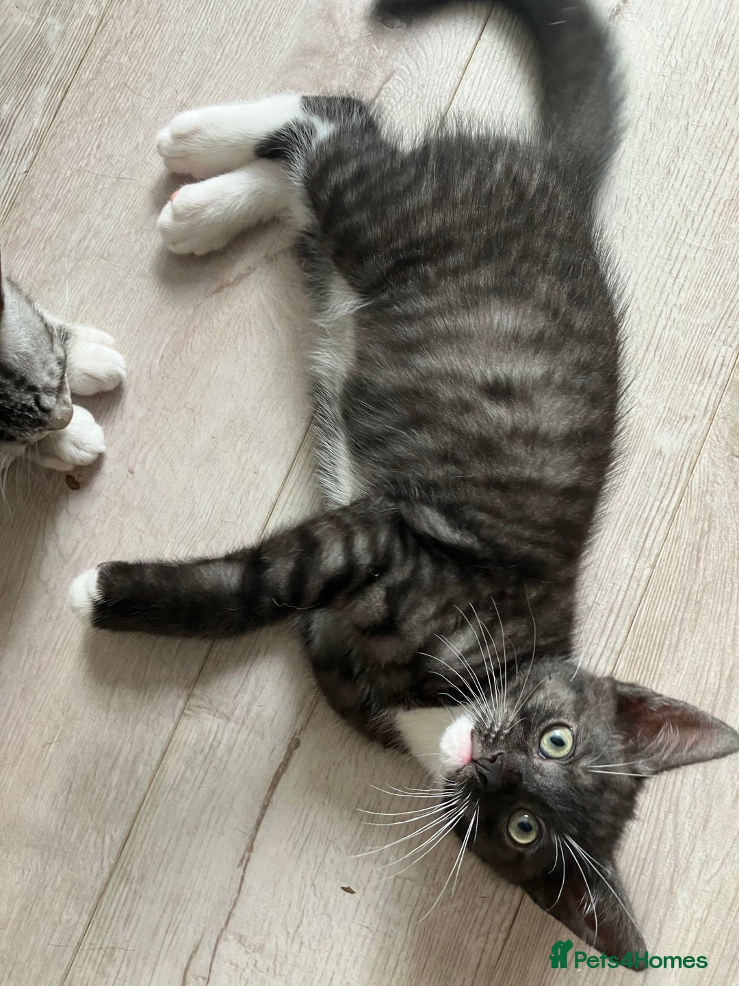 Russian Blue cats for sale: Silver tabby black tabby kittens  - Image 14