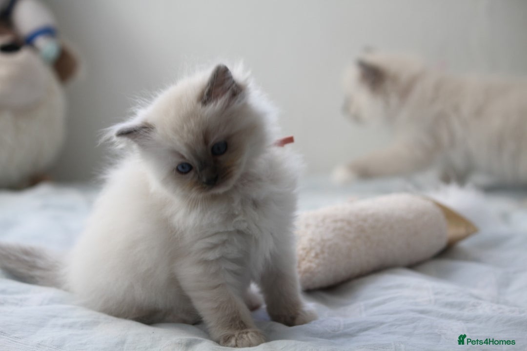 Ragdoll cats for sale: Active TICA princesses 👑❤️🩷💜 - Image 20