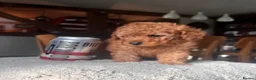 Toy Poodle dogs for sale: Perfect Toy Poodle puppies  - Advert 6