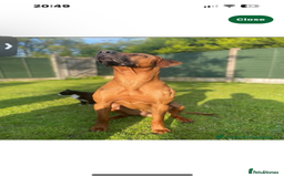 Rhodesian Ridgeback dogs for sale: Rhodesian Ridgeback Puppy Female - Image 10