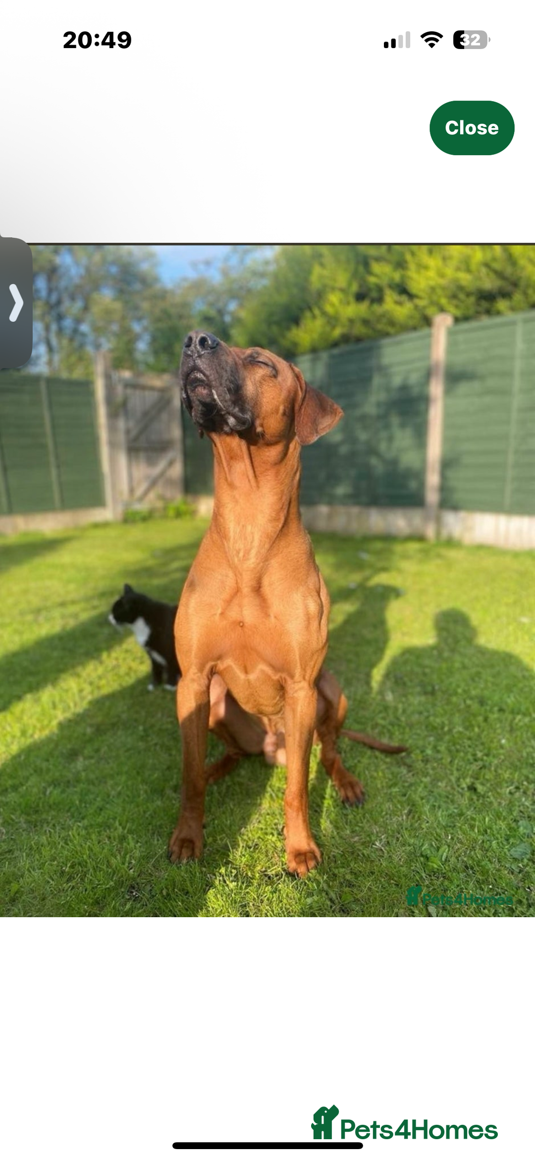 Rhodesian Ridgeback dogs for sale: Rhodesian Ridgeback Puppy Female - Image 10