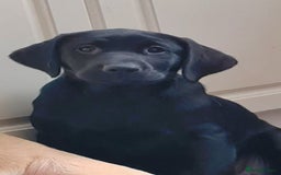 Labrador Retriever dogs for sale: Last girl Kc reg labrador puppies  in Jedburgh - Image 4